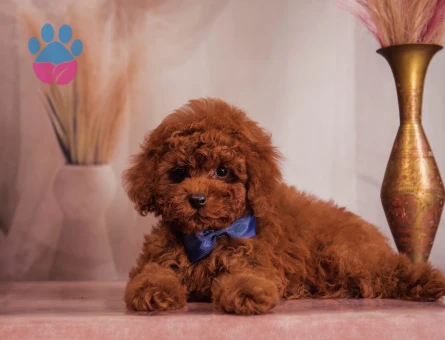 Birbirinden güzel Kore Poodle - 6937