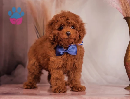 Birbirinden güzel Kore Poodle