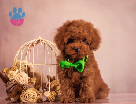 Pıtırcık bebeklerimiz Kore Poodle - 6938
