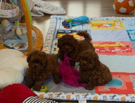 Eşi benzeri bulunmayan Kore Poodle - 6939