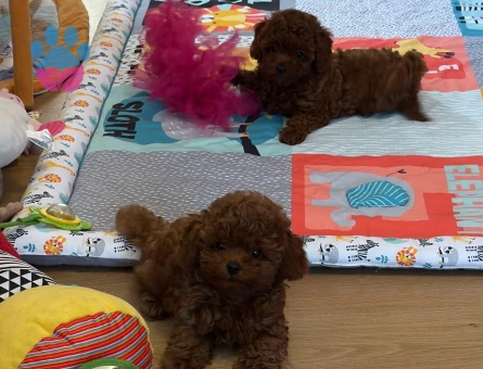 Eşi benzeri bulunmayan Kore Poodle