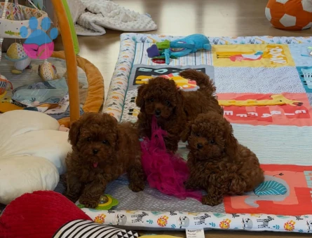 Eşi benzeri bulunmayan Kore Poodle