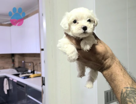 Kore maltese terrier minnaklarım - 6940