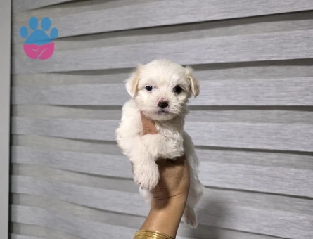 Kore maltese terrier minnaklarım