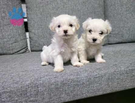 Kore maltese terrier minnaklarım
