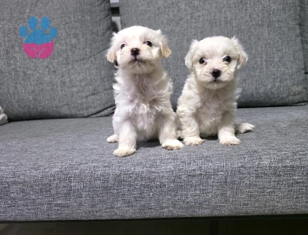 Kore maltese terrier minnaklarım