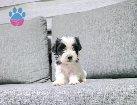 Kore morkie minnaklarım - 6941 - Görsel 3