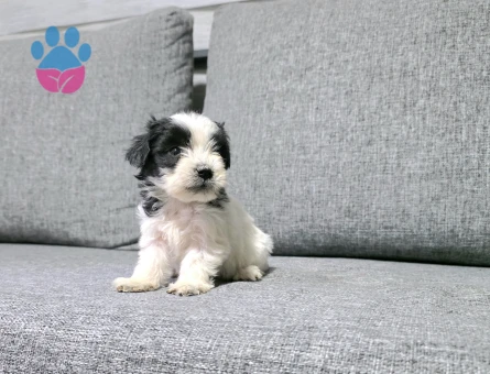 Kore morkie minnaklarım - 6941 - Görsel 4
