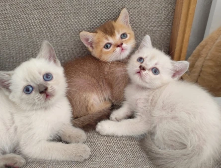 British Shorthair 3 Aylık Kedi - 6942