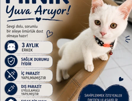 Sevimli dostumuza yuva aranıyor - 6943