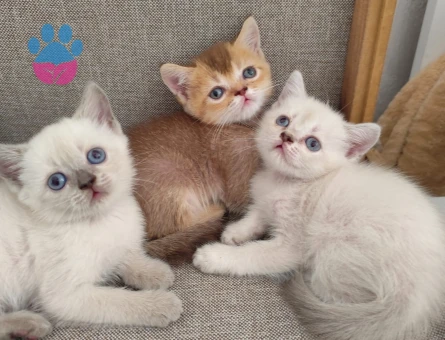 British Shorthair 3 Aylık Kedi - 6942 - Görsel 3