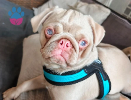 Egzotik Pug  6 Aylık Yuva Arıyor