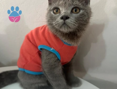 British Shorthair Sevimli miniklere yuva - 5935 - Görsel 2
