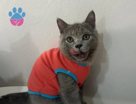 British Shorthair Sevimli miniklere yuva - 5935 - Görsel 3