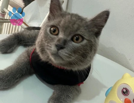 British Shorthair Sevimli miniklere yuva - 5935 - Görsel 4