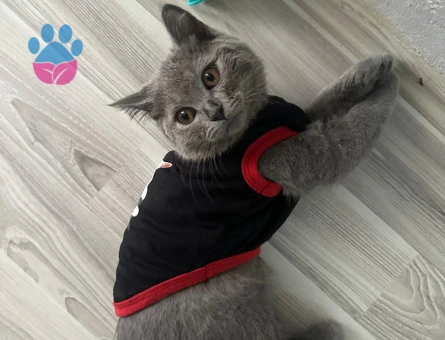 British Shorthair Sevimli miniklere yuva - 5935 - Görsel 5