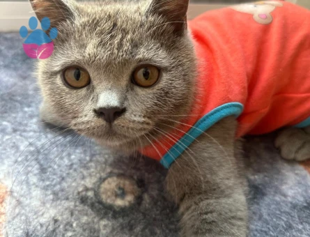 British Shorthair Sevimli miniklere yuva - 5935 - Görsel 6