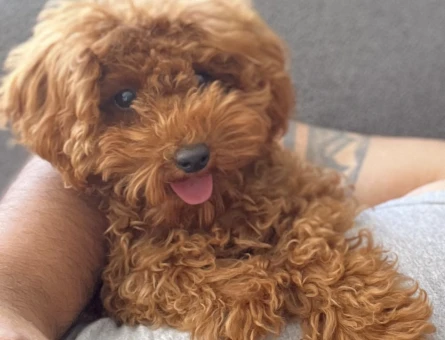Zeki toy poodle oyuncu - 6956