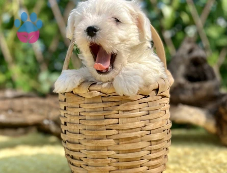Kar Beyaz Harika Güzellikte Maltese Terrier Yavrular - 6957