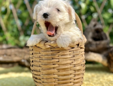 Kar Beyaz Harika Güzellikte Maltese Terrier Yavrular - 6957