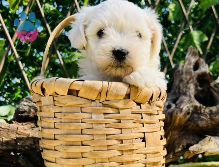 Kar Beyaz Harika Güzellikte Maltese Terrier Yavrular - 6957 - Görsel 4