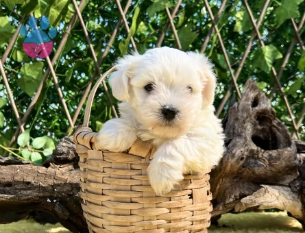Kar Beyaz Harika Güzellikte Maltese Terrier Yavrular - 6957 - Görsel 5