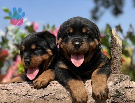Heybetli Üst Kalite Rottweiler Yavrular - 6958 - Görsel 3