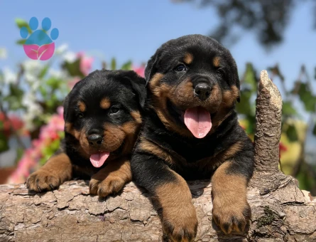 Heybetli Üst Kalite Rottweiler Yavrular - 6958 - Görsel 4