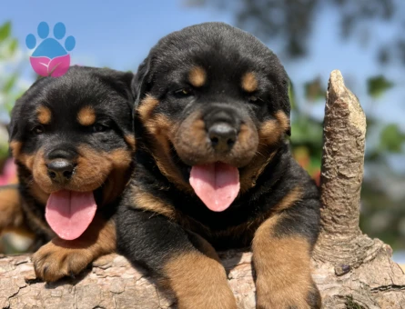 Heybetli Üst Kalite Rottweiler Yavrular - 6958 - Görsel 5