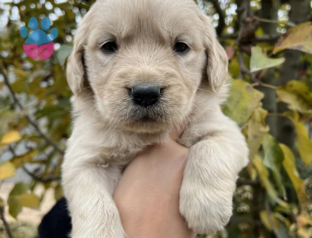 Bebek Yüzlü Golden Retriever Yavrular - 6959