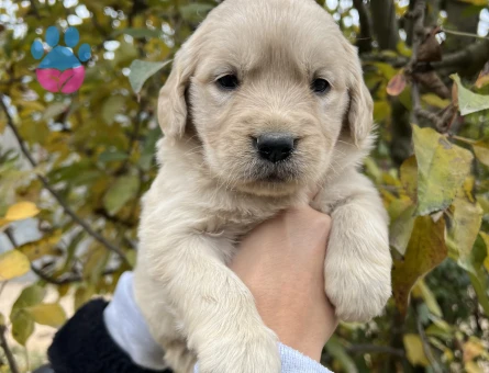 Bebek Yüzlü Golden Retriever Yavrular - 6959 - Görsel 3