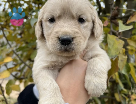 Bebek Yüzlü Golden Retriever Yavrular - 6959 - Görsel 4