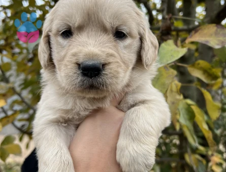 Bebek Yüzlü Golden Retriever Yavrular - 6959 - Görsel 5