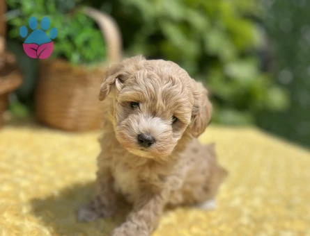Sevimli Dost Canlısı Maltipoo Yavrular - 6960 - Görsel 4