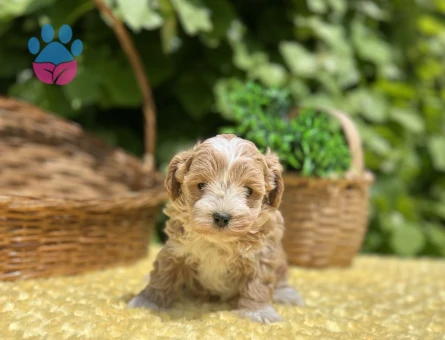 Sevimli Dost Canlısı Maltipoo Yavrular - 6960 - Görsel 3