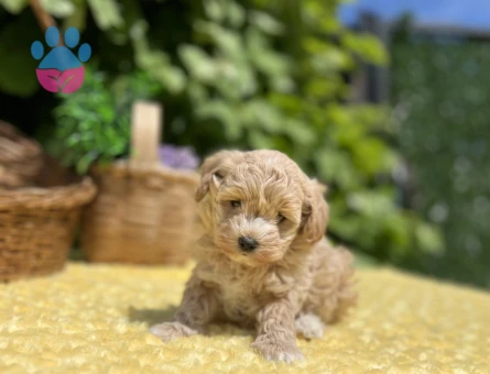 Sevimli Dost Canlısı Maltipoo Yavrular - 6960 - Görsel 5