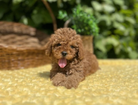 Tüy Dökmez Koku Yapmaz Toy Poodle Yavrular - 6961