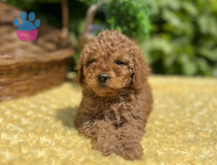 Tüy Dökmez Koku Yapmaz Toy Poodle Yavrular - 6961 - Görsel 3