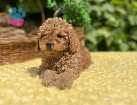 Tüy Dökmez Koku Yapmaz Toy Poodle Yavrular - 6961 - Görsel 5