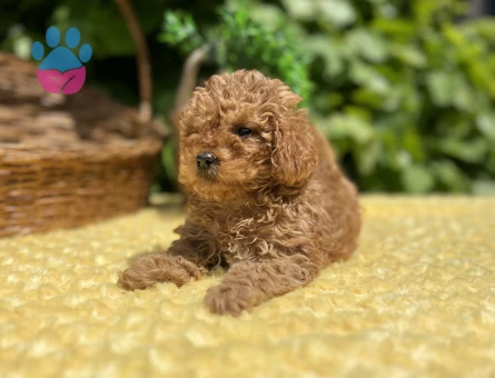 Tüy Dökmez Koku Yapmaz Toy Poodle Yavrular - 6961 - Görsel 4