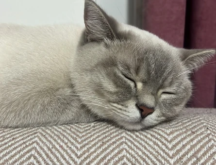British Shorthair Blue point kedi - 6962