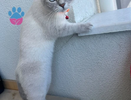 British Shorthair Blue point kedi - 6962 - Görsel 3