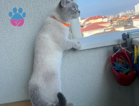 British Shorthair Blue point kedi - 6962 - Görsel 5