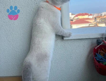 British Shorthair Blue point kedi - 6962 - Görsel 4