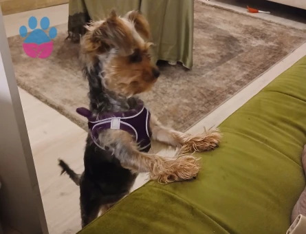Yorkshire Terrier 7 Aylık Yuva Arıyor - 6963