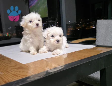 Maltese Terrier Tuvalet eğitimli minyatür minnaklarım... - 6964