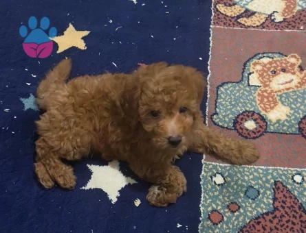 Bal küpü poodle 2 Aylık - 6966