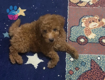 Bal küpü poodle 2 Aylık