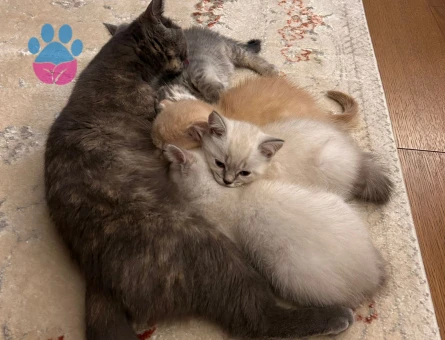 Yavrular sahibini ariyor