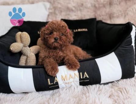 Irk ve Sağlık Garantili Poodle Yavruları - 8664